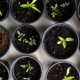 Seedlings in pots