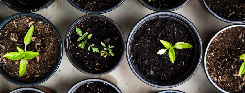 Seedlings in pots