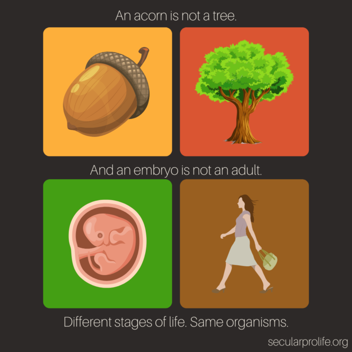 acorn is not a tree