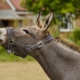 A donkey sniffs someone's hand