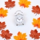 Autumn leaves and an alarm clock